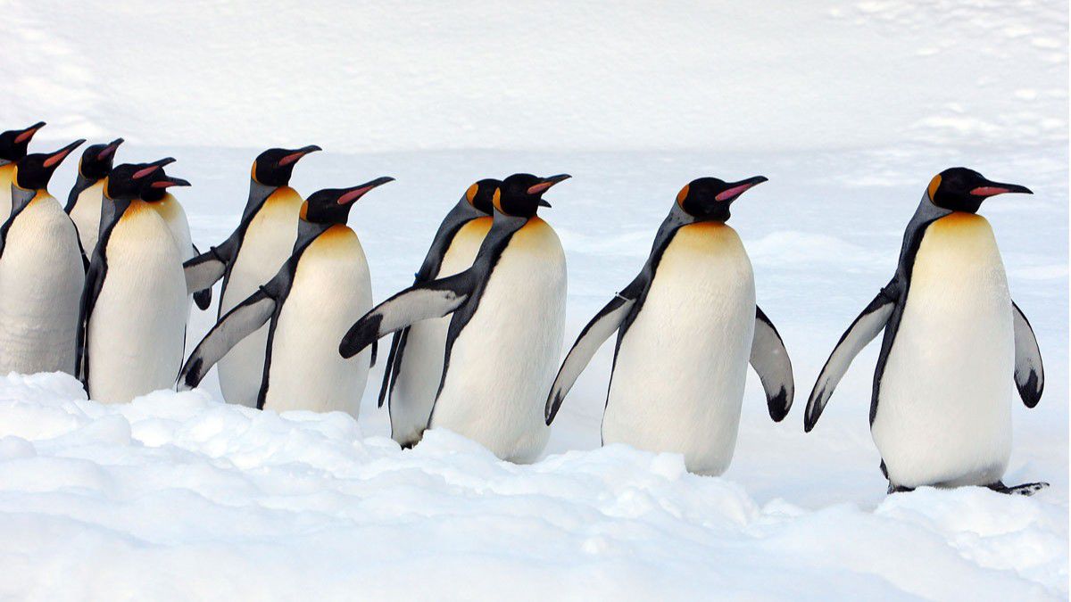 Penguenleri Mükemmel Bir Dalgıç Yapan Sır Ne?