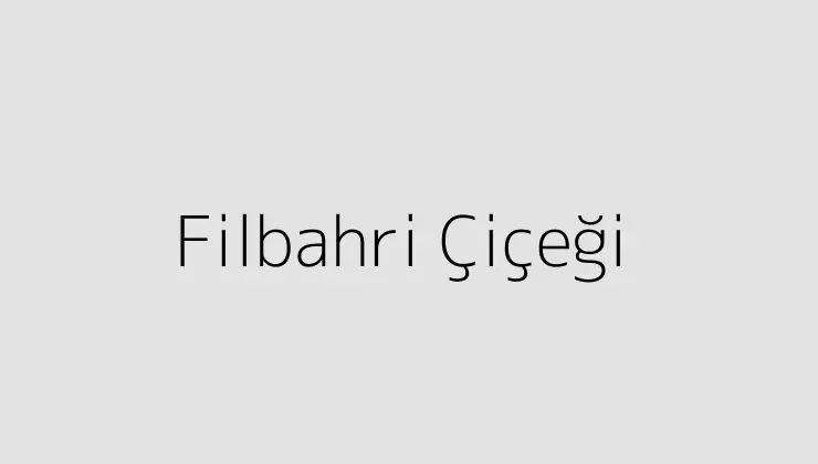 Filbahri Çiçeği